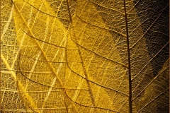 Leaves Adorned with Autumn's Hu