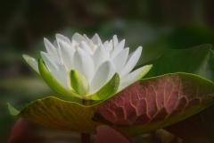 Waterlily