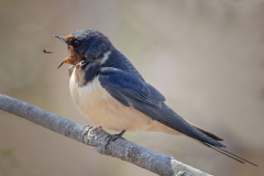 Barn Swallow with Prey