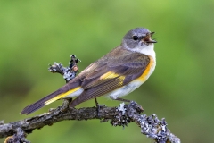 American Redstart