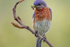 Eastern Bluebird with Prey