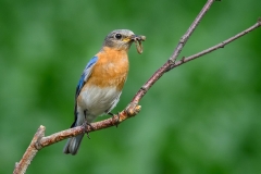 Bluebird Male