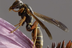 Hornet Eating An Aphid