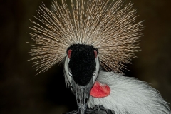 Grey Crowned Crane