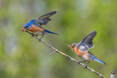 Bluebird Mates