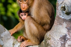 Southern Pig Tailed Macaque