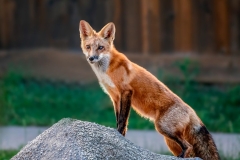 Vulpes Vulpes