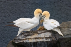 Northern Gannets Nest Building