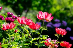 Peony Festival - Oshawa Botanical Gardens