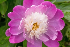 Peonie Pizzaz