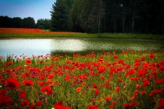 Peace by the pond