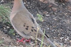 Beautiful Dove