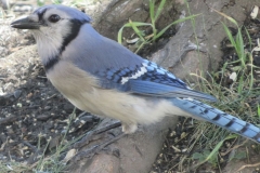 The Blue jay