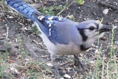 Feeding Blue Jay