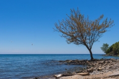 A tree on the shore