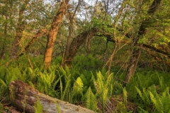 Oshawa Creek Understory